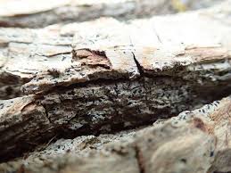 Attēlu rezultāti vaicājumam “Alyxoria varia”