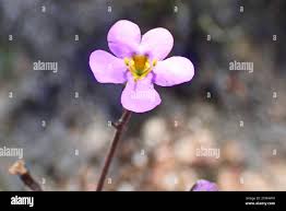 Attēlu rezultāti vaicājumam “Lamproderma violaceum young”