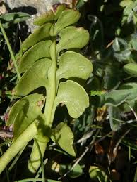 Attēlu rezultāti vaicājumam “Botrychium lunaria”