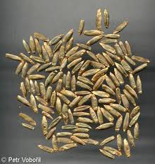 Image result for Secale cereale