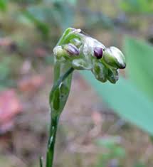 Attēlu rezultāti vaicājumam “Arenaria procera”
