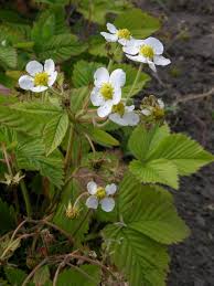 Attēlu rezultāti vaicājumam “Fragaria moschata”