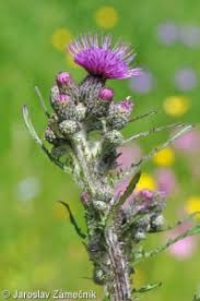 Attēlu rezultāti vaicājumam “Cirsium palustre fruit”