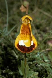 Image result for Calceolaria