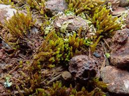 Attēlu rezultāti vaicājumam “Pohlia sphagnicola”