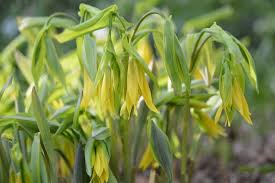 Attēlu rezultāti vaicājumam “Uvularia grandiflora flower”