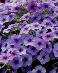 Image result for Phlox drummondii