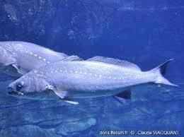 Image result for Argyrosomus regius