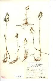 Attēlu rezultāti vaicājumam “Poa humilis”