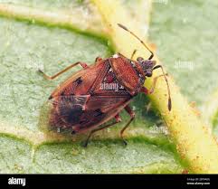 Attēlu rezultāti vaicājumam “Kleidocerys resedae”