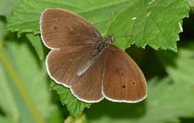 Attēlu rezultāti vaicājumam “Aphantopus hyperantus upperside”