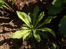 Attēlu rezultāti vaicājumam “Campanula persicifolia leaf”