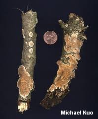 Attēlu rezultāti vaicājumam “Diderma ochraceum spores”