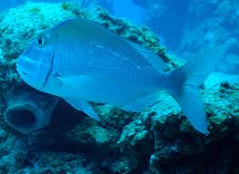 Image result for Calamus bajonado