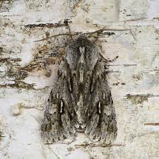 Attēlu rezultāti vaicājumam “Brachionycha nubeculosa”