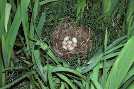 Attēlu rezultāti vaicājumam “Crex crex eggs”