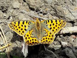 Attēlu rezultāti vaicājumam “Issoria lathonia upperside”