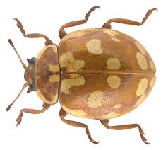 Attēlu rezultāti vaicājumam “Myrrha octodecimguttata”