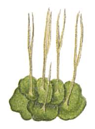 Attēlu rezultāti vaicājumam “sporophyte”