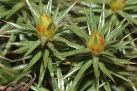Attēlu rezultāti vaicājumam “Polytrichum juniperinum”