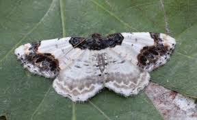 Attēlu rezultāti vaicājumam “Ligdia adustata”