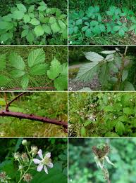 Attēlu rezultāti vaicājumam “Rubus plicatus leaf”