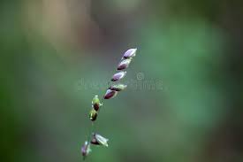 Attēlu rezultāti vaicājumam “Melica nutans”