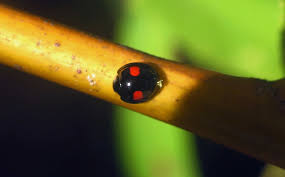 Attēlu rezultāti vaicājumam “Chionaspis salicis”