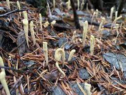 Attēlu rezultāti vaicājumam “Clavariadelphus ligula”