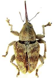 Attēlu rezultāti vaicājumam “Curculio venosus”