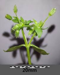 Attēlu rezultāti vaicājumam “Stellaria pallida”