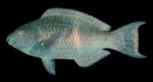 Image result for Scarus fuscopurpureus