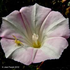 Attēlu rezultāti vaicājumam “Calystegia inflata flower”
