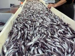 Image result for Boreogadus saida