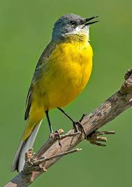 Attēlu rezultāti vaicājumam “Motacilla flava flava adult”