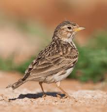 Image result for Calandrella rufescens