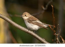 Attēlu rezultāti vaicājumam “Ficedula hypoleuca female”