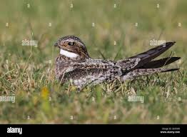 Image result for Chordeiles minor