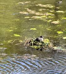 Image result for Polegate Rambling Club