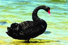 Attēlu rezultāti vaicājumam “Cygnus atratus”