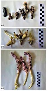 Attēlu rezultāti vaicājumam “Lathraea squamaria fruit”