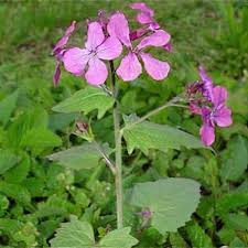 Image result for Lunaria annua