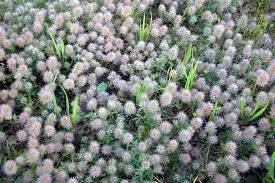 Attēlu rezultāti vaicājumam “Trifolium arvense fruit”