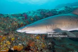 Image result for Carcharias taurus