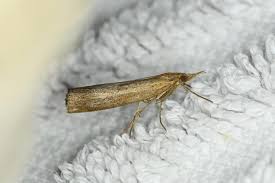 Attēlu rezultāti vaicājumam “Pediasia contaminella”