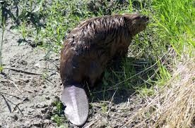 Image result for Beaver Sc