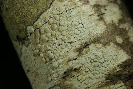 Attēlu rezultāti vaicājumam “Lecanora carpinea”