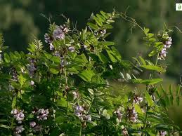 Attēlu rezultāti vaicājumam “Vicia sepium fruit”