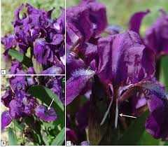 Attēlu rezultāti vaicājumam “Mononychus punctumalbum”