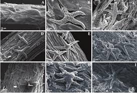 Attēlu rezultāti vaicājumam “Erysimum hieracifolium fruit”